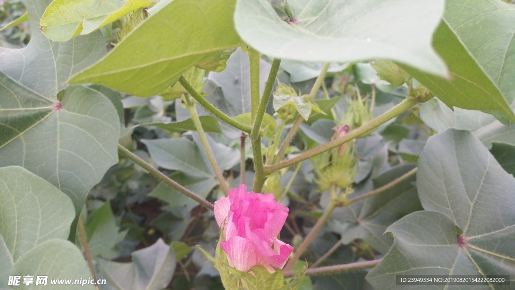 棉花