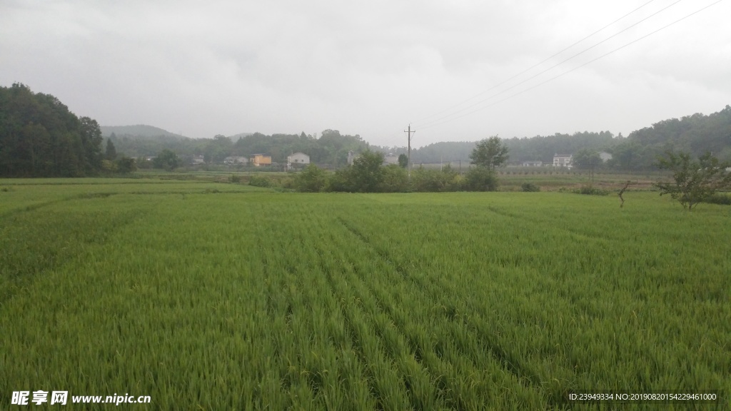 稻田