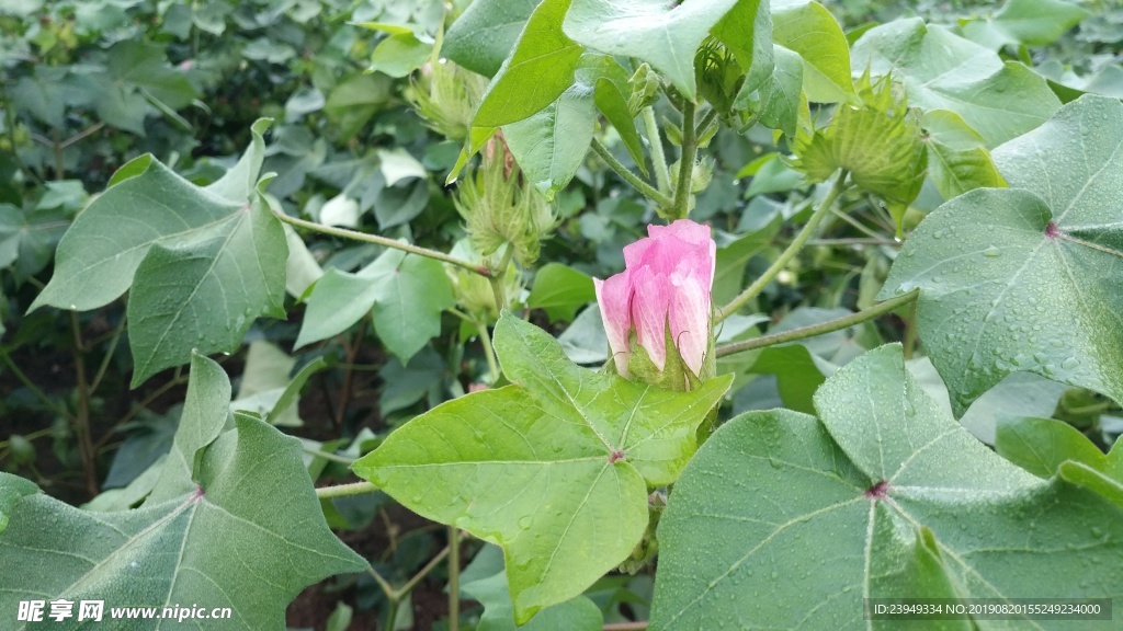 棉花