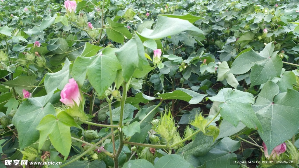 棉花