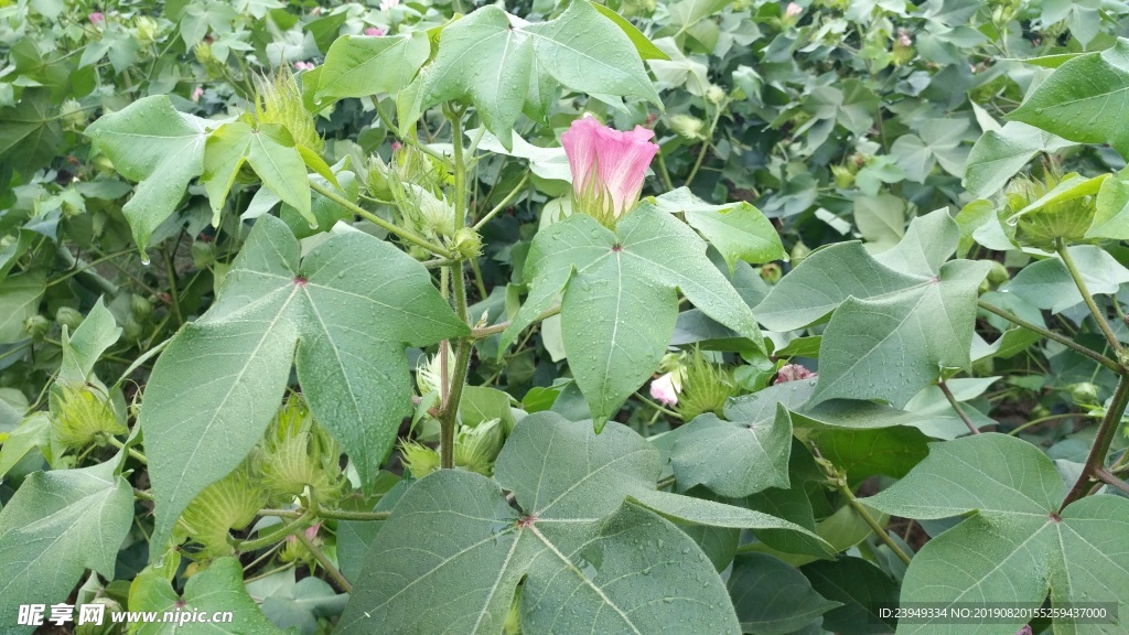 棉花
