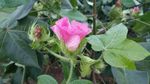 棉花