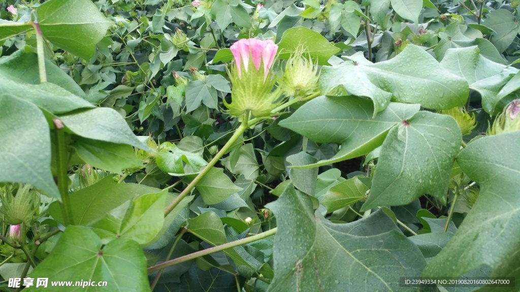 棉花