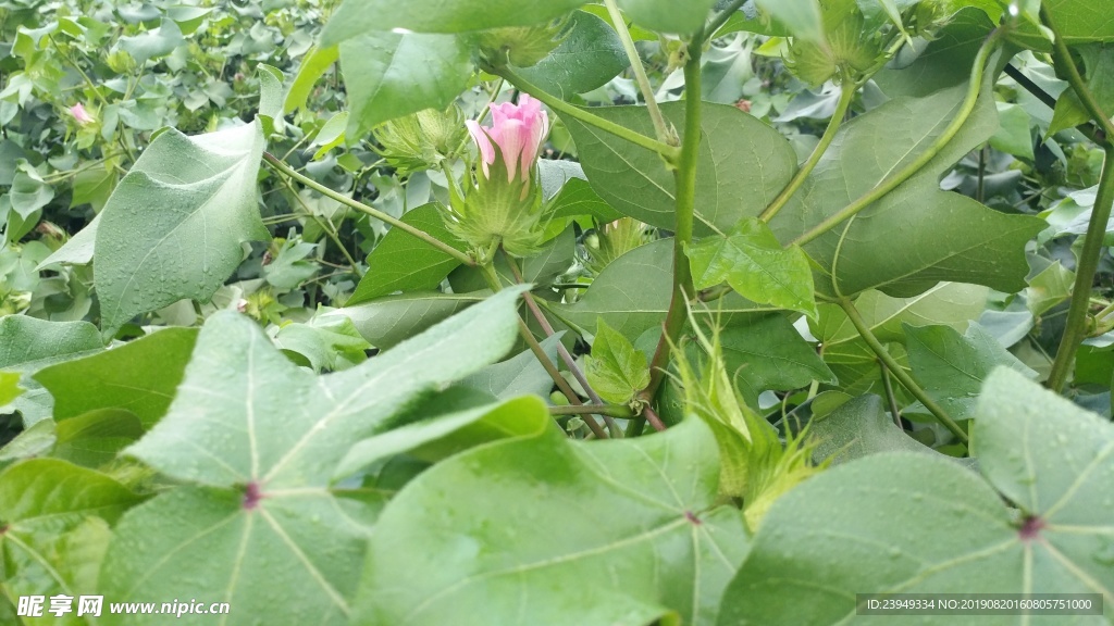 荷花