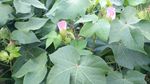 棉花