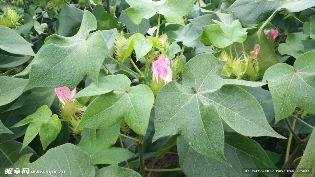 棉花