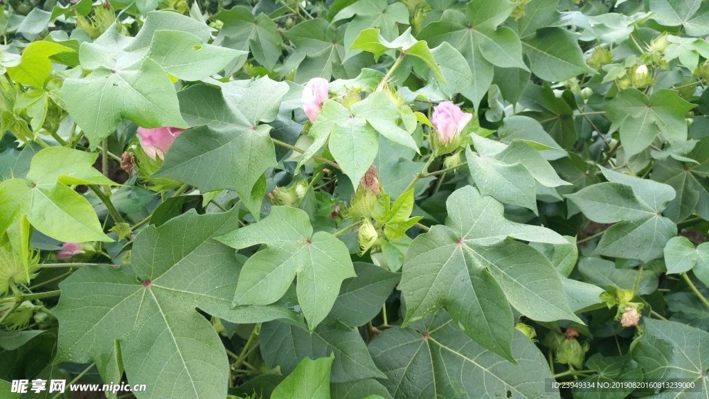 棉花