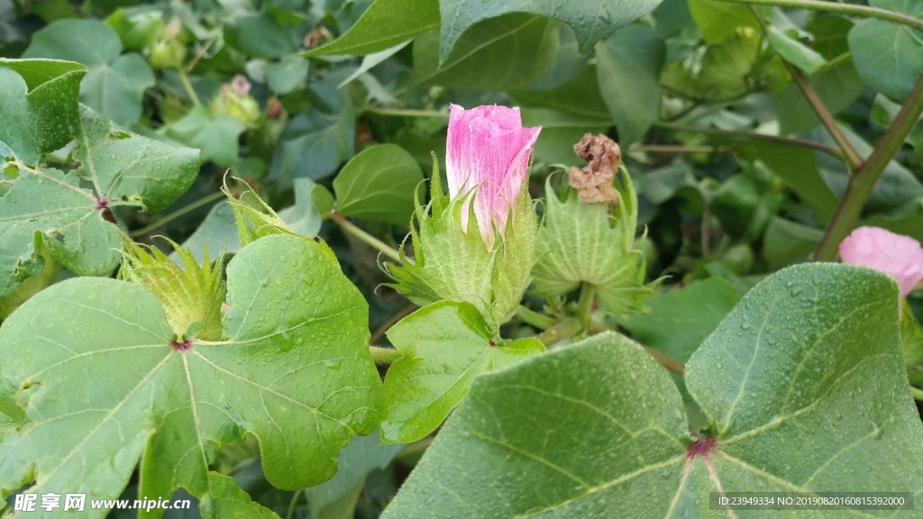 棉花