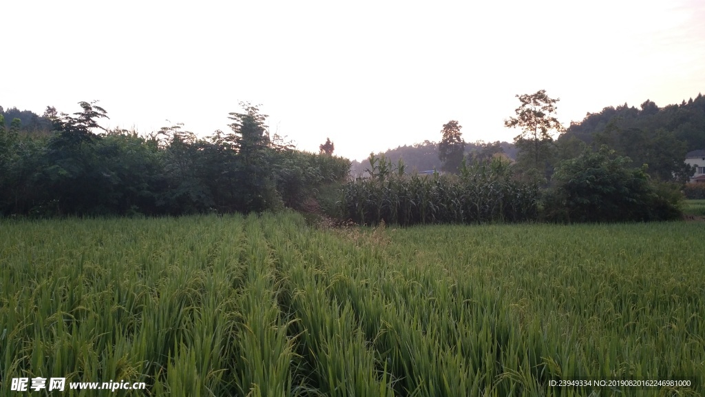稻田