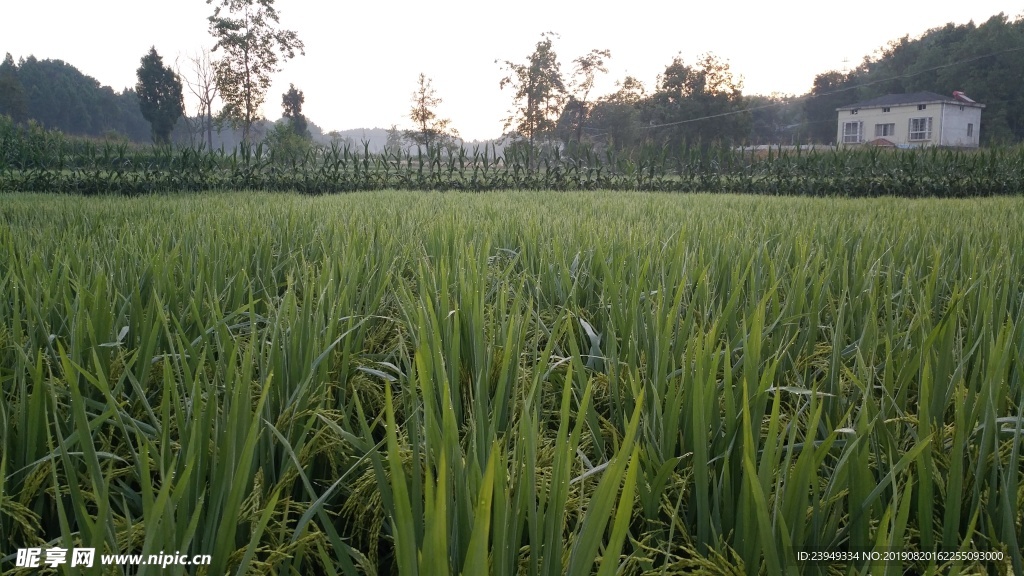 稻田