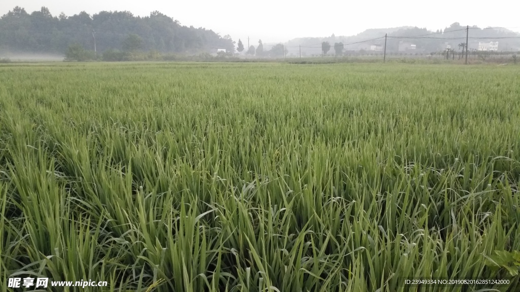稻田