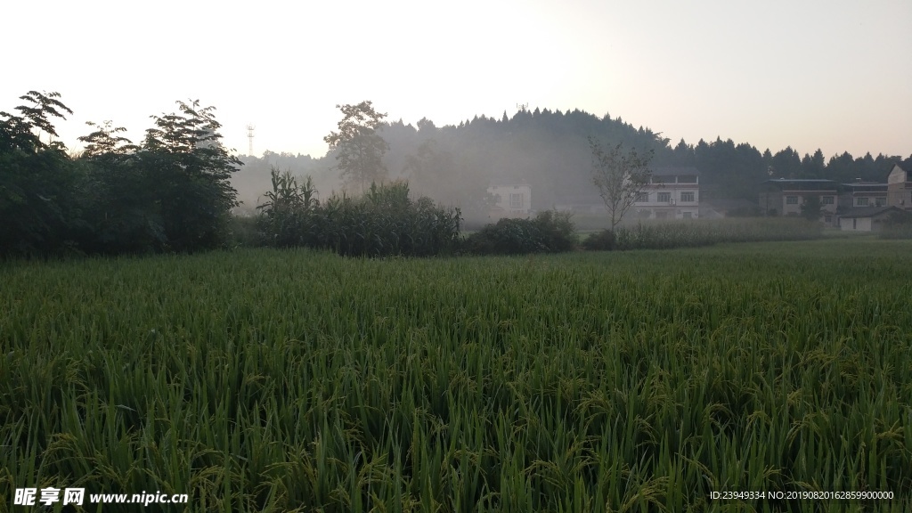 农村早晨