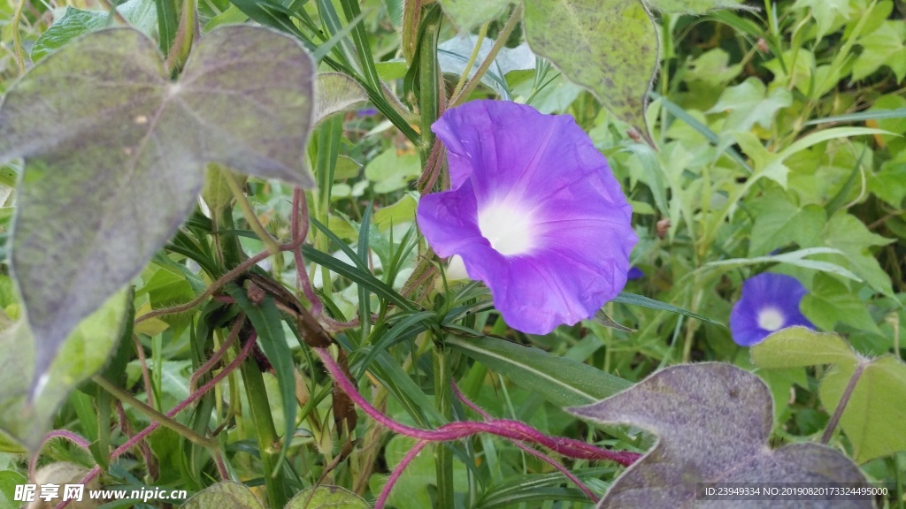 牵牛花
