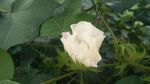 棉花