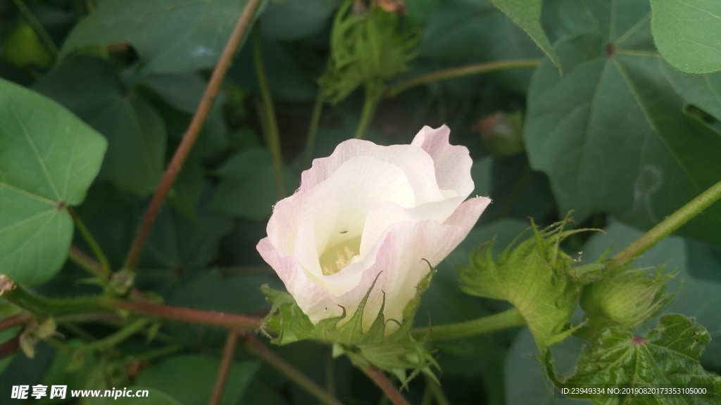 棉花