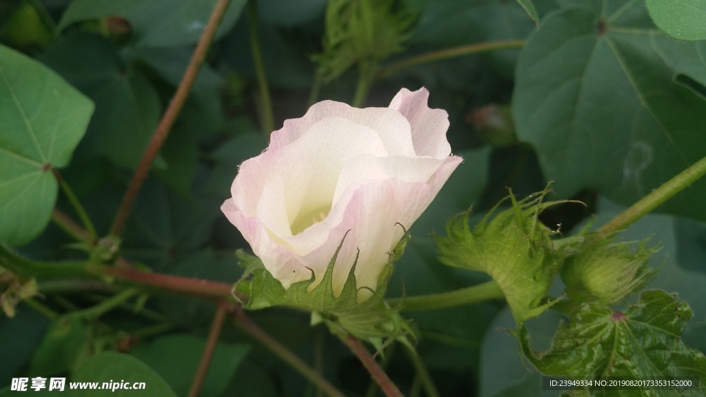 棉花