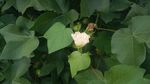 棉花