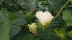 棉花