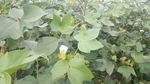 棉花