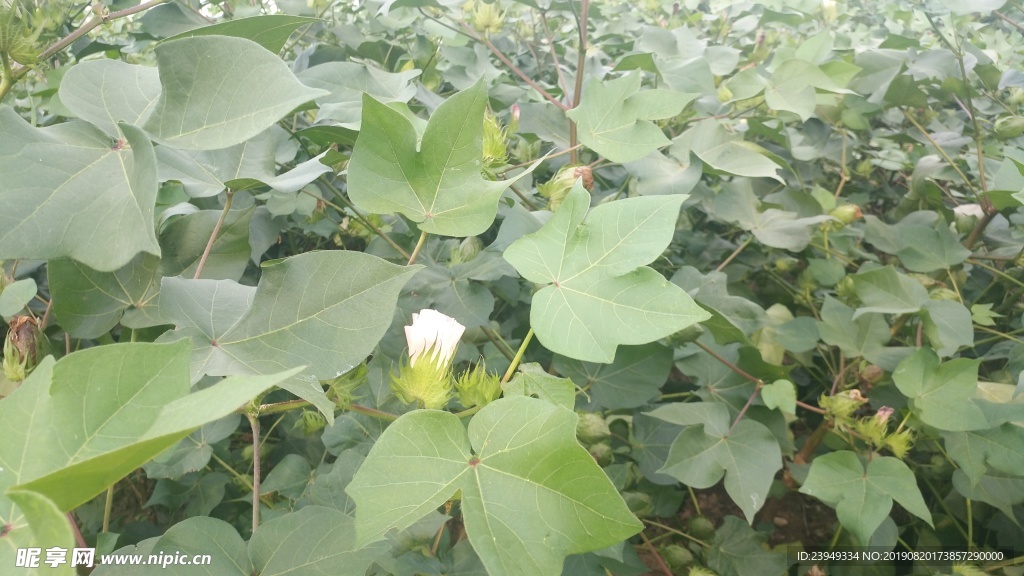 棉花