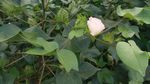 棉花