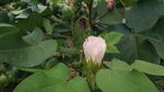 棉花