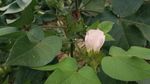 棉花