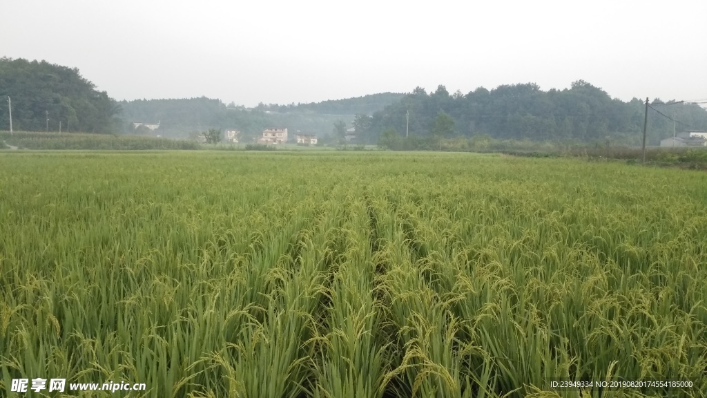 稻田