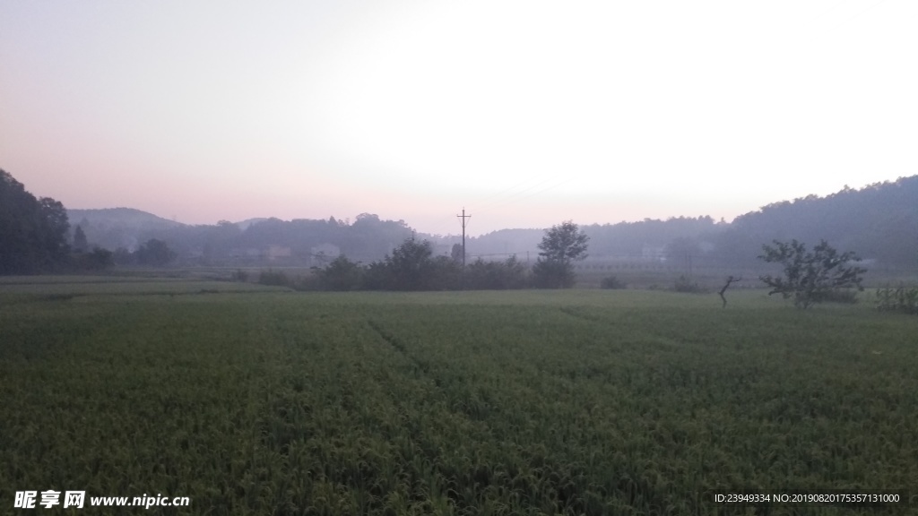 稻田
