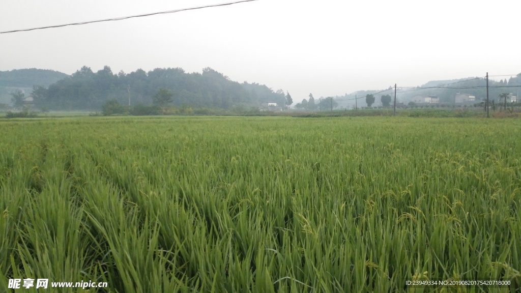 稻田
