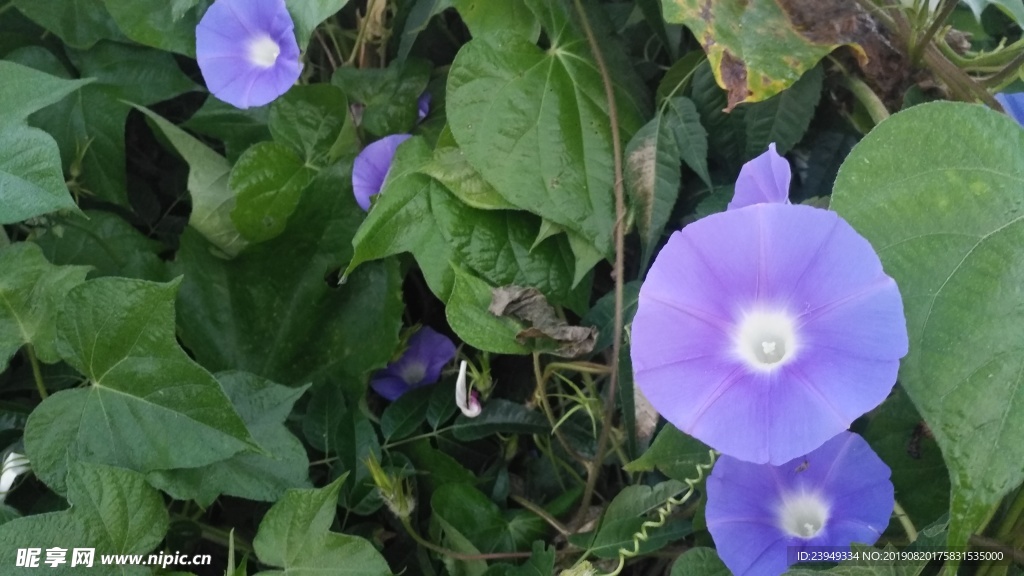 牵牛花
