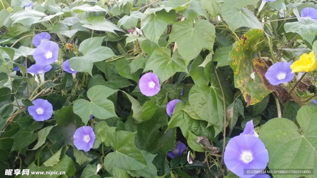 牵牛花