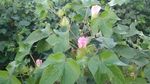 棉花