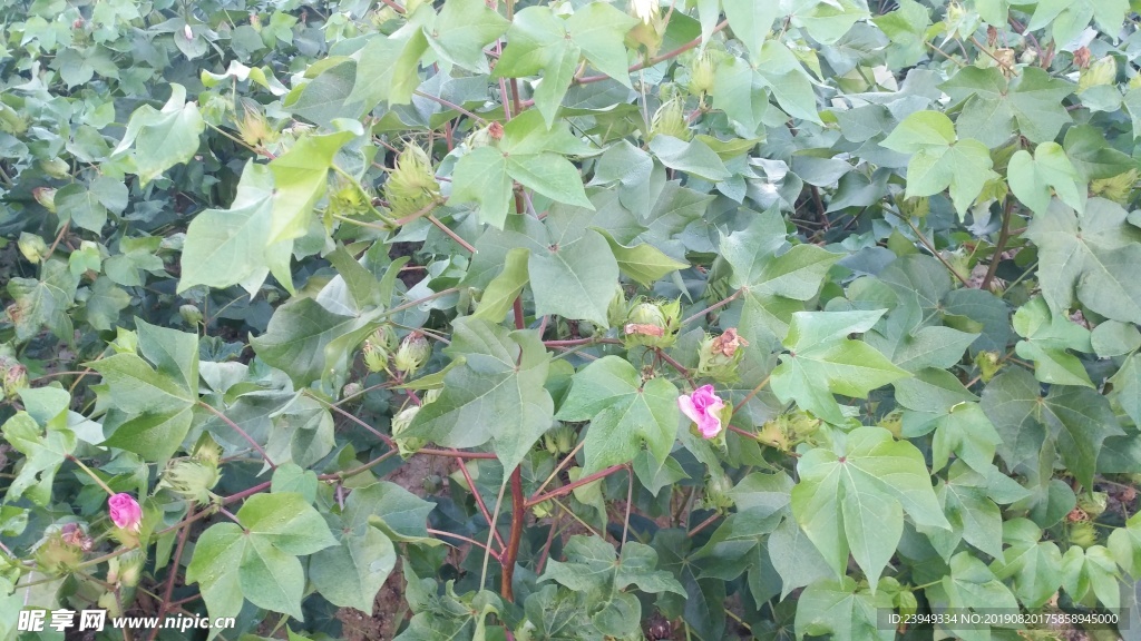 棉花