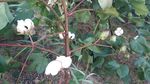 棉花
