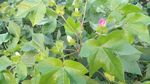 棉花