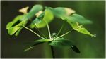 绿色植物叶子