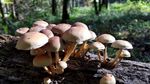 枯树上的小蘑菇