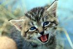 蓝眼睛猫宝贝