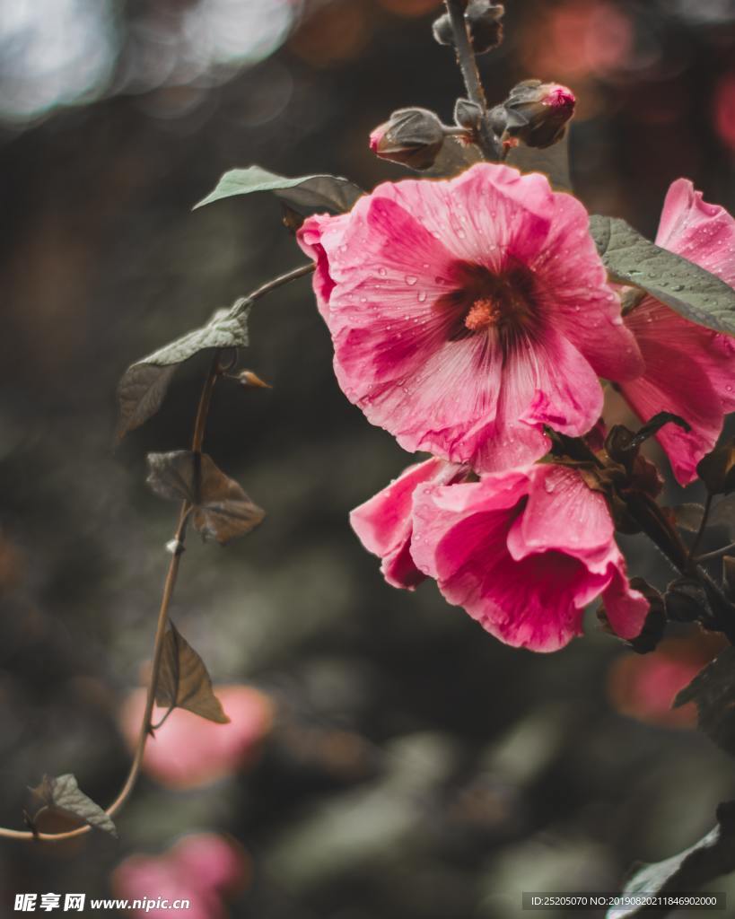 粉色木槿花