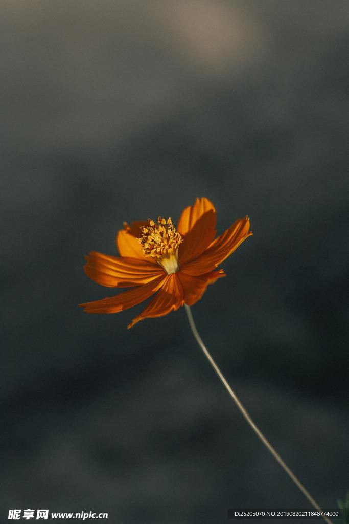 硫华菊