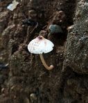 野蘑菇