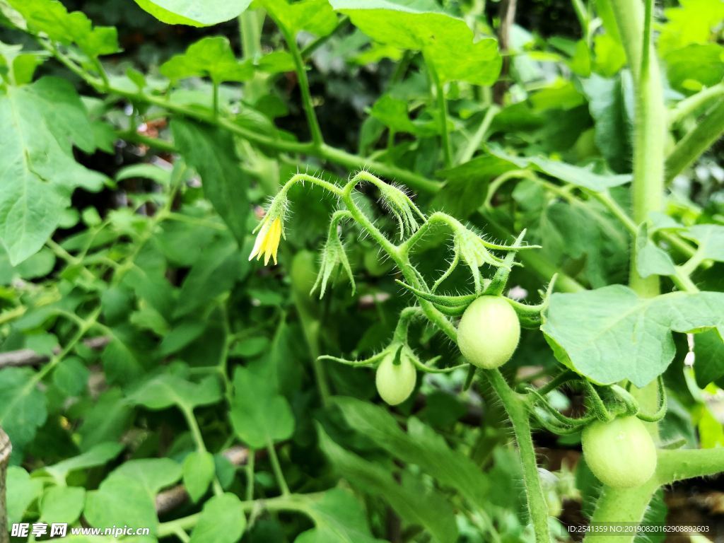 小番茄