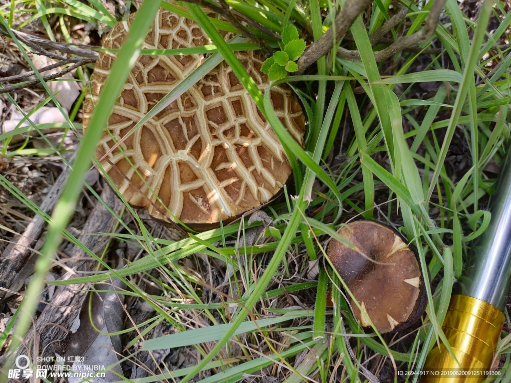 黑牛肝菌