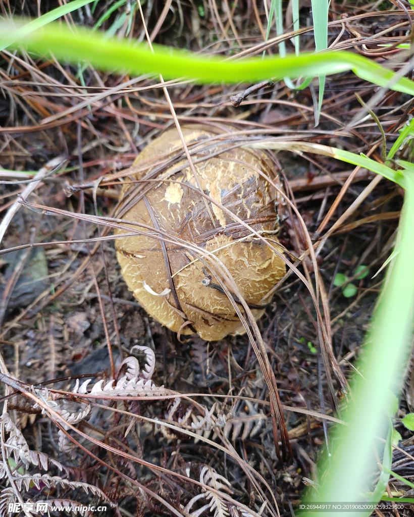 黑牛肝菌