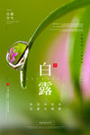 白露