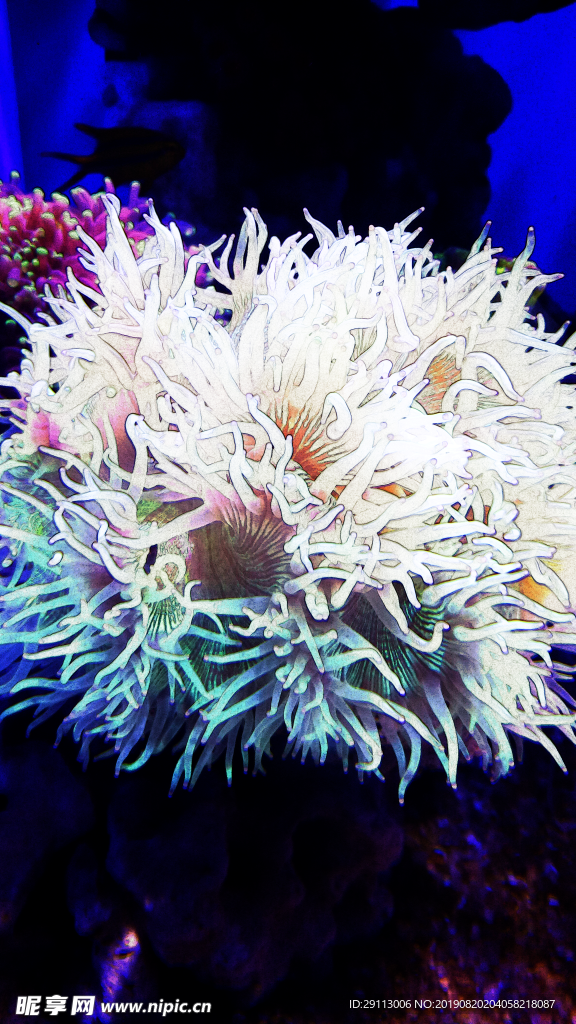 手绘效果照片  珊瑚