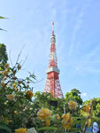 东京