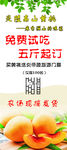 高山黄桃