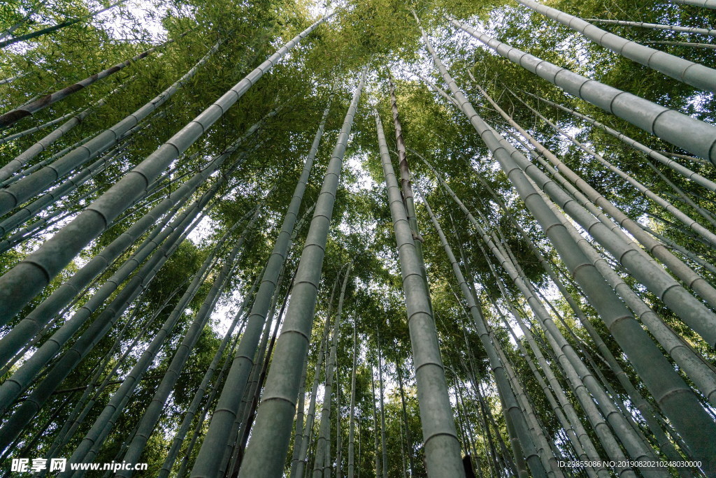 绿色竹林